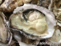 frozen half-shell oyster
