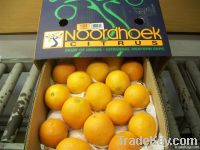 SOUTH AFRICA FRESH ORANGES - LEMON