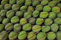 FROZEN DURIAN WHOLE/ PIECE/ WITH SEEDS/ WITHOUT SEEDS FROM VIETNAM