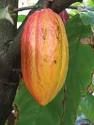 cocoa beans