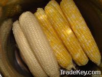 White and yellow corn