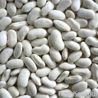 White Kidney Beans