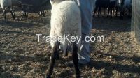 Live Shami Goats or Chios Sheep from Cyprus