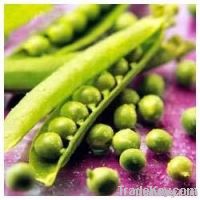 Frozen Green Peas