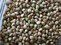 BUCKWHEAT AT GOOD PRICE