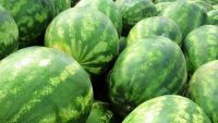 FRESH WATER MELONS