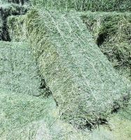 Alfalfa Hay Bales cheap price