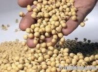 Certified Organic Soybean Non GMO