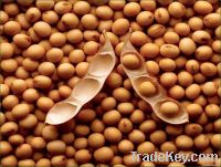 Soybeans