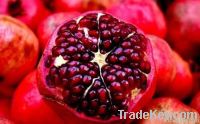 Egyptian pomegranate