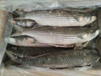 sell Fresh Frozen Flathead grey mullet 