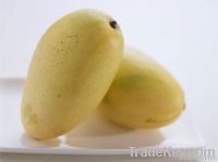 Vietnam Fresh Mango