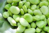 https://fr.tradekey.com/product_view/60-70pcs-100g-Broad-Beans-fava-Beans-5570617.html