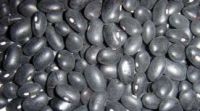 https://fr.tradekey.com/product_view/2012-Crop-Black-Kidney-Bean-black-Bean-5570615.html