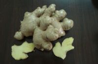 FRESH GINGER