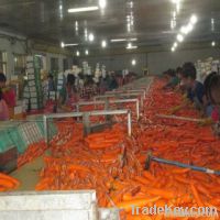 https://www.tradekey.com/product_view/2013-New-Crop-Fresh-Carrot-80-150g--5596906.html