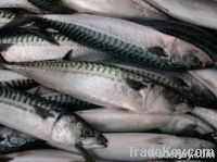 Fresh & Frozen Mackerel Fish