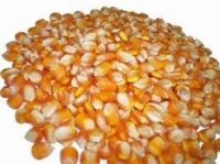  Maize | Maize Exporter | Corn Grain Seller | Maize Buyer | Bulk Maize Grain Importer | Corn bean Buyer | Corn bean Wholesaler | Corn Grain Manufacturer | Best Quality Corn Grain | Cheap Maize Supplier | Low Price Corn | Yellow Corn | White Cron | Baby Ma