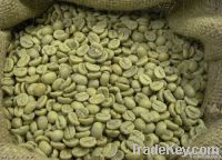 Coffee Beans: ROBUSTA AND ARABICA