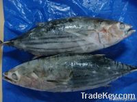 FROZEN SKIPJACK TUNA WHOLE ROUND