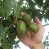 https://jp.tradekey.com/product_view/-pecans-In-Cold-Store-2013-Early-Harvest-Pecan-Nuts-Texas-Wichita-Ready-To-Ship-Immediately-6249189.html