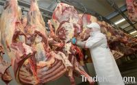 Frozen cow meat for sale ( Halal )