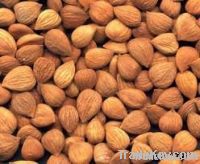 apricot kernels, Chia, Rubber seeds, cashew Nuts, Hazelnut, almond nuts, pal