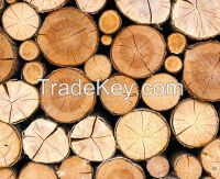 Timber Wood