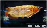 Asian Gold Arowana