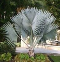 Silver Bismark Palm/Medemia nobilis seeds