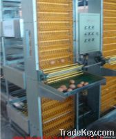 chicken farm with egg collection system