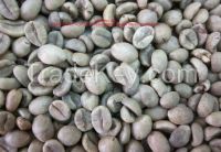 Vietnam Robusta green coffee beans