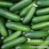 Fresh Cucumber