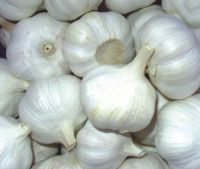 Fresh Pure White Garlic 500g