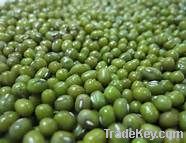 Mung Bean