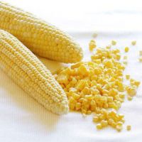 Maize | Maize Exporter | Corn Grain Seller | Maize Buyer | Bulk Maize Grain Importer | Corn bean Buyer | Corn bean Wholesaler | Corn Grain Manufacturer | Best Quality Corn Grain | Cheap Maize Supplier | Low Price Corn | Yellow Corn | White Cron | Baby Mai