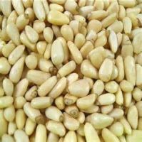 Organic Chinese Pine Nut Kernel