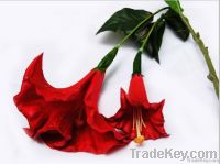 https://fr.tradekey.com/product_view/Artificial-Datura-5554098.html