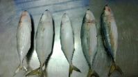 Frozen Indian Mackerel Cheap Price