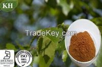 Pure Natural Birch Leaf Extract 10: 1, 20: 1; Flavone 5%-10%