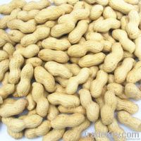 Chinese new crop raw bulk peanuts in shell