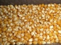 Yellow corn and feed corn