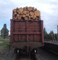 spruce wood logs