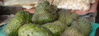 SOURSOP