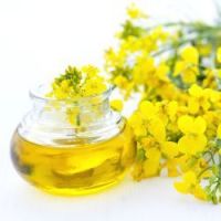 Refined Rapeseed Oil or Canola