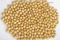 soya bean seed