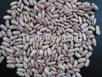 Organic Pinto kidney beans