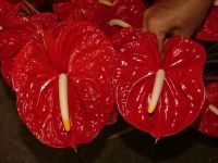 https://www.tradekey.com/product_view/Anthurium-Flowers-27152.html