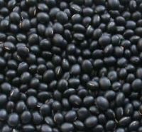 Black Beans | Chickpeas | Fava | Kidney Bean | Soybeans
