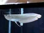 Silver arowana fish for sale